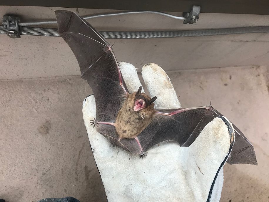 Animal Removal Services & Wildlife Trapping in Nashville TN, Louisville