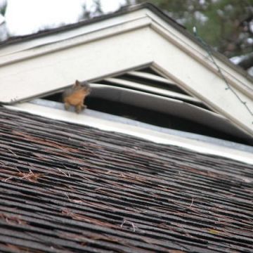 squirrel in roof vent