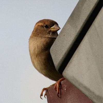 Get rid of house sparrows