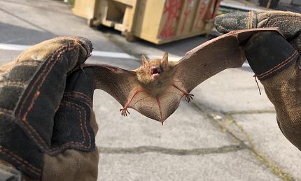 Bat Removal | Complete Animal Removal | Tennessee