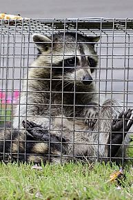 Who to Call for Raccoon Removal?