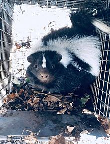 Skunk Removal Services Tennessee