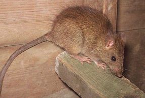 Looking for rat exterminator?