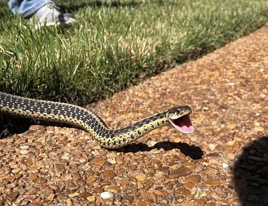 How to Identify Snakes in Tennessee?