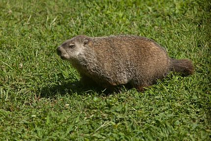 Humane Groundhog Removal
