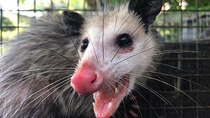 Who to Call for Opossum Removal Service?