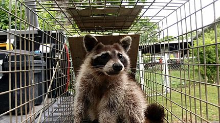 Professional Raccoon Removal