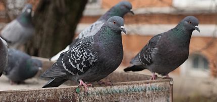 Get rid of pigeons