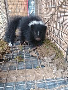 Skunk Trapping and Removal