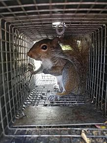 Squirrel Trapping and Removal 
