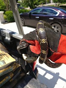 How to Get Rid of Snakes From Your Property?