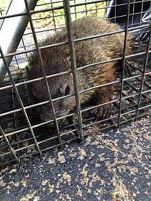 How to Get Rid of Groundhog From Your Home?