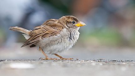 get rid of house sparrows