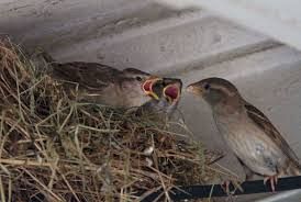 Removing Sparrow Nest