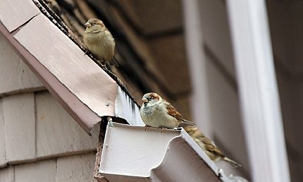 Sparrow Nest Removal